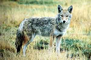 Red Wolf - a most endangered species